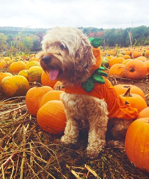 pumpkin dog costume martha stewart pets