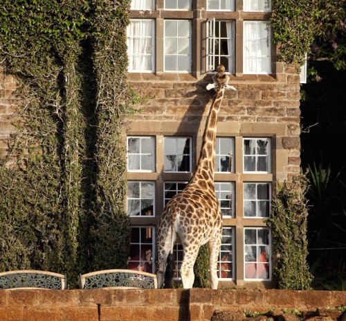 giraffe manor nairobi kenya