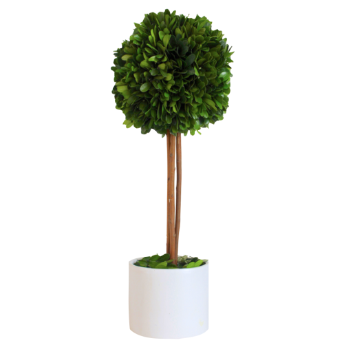 design darling tall boxwood topiary