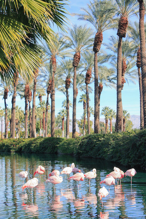 design darling palm springs flamingos jw marriott palm desert