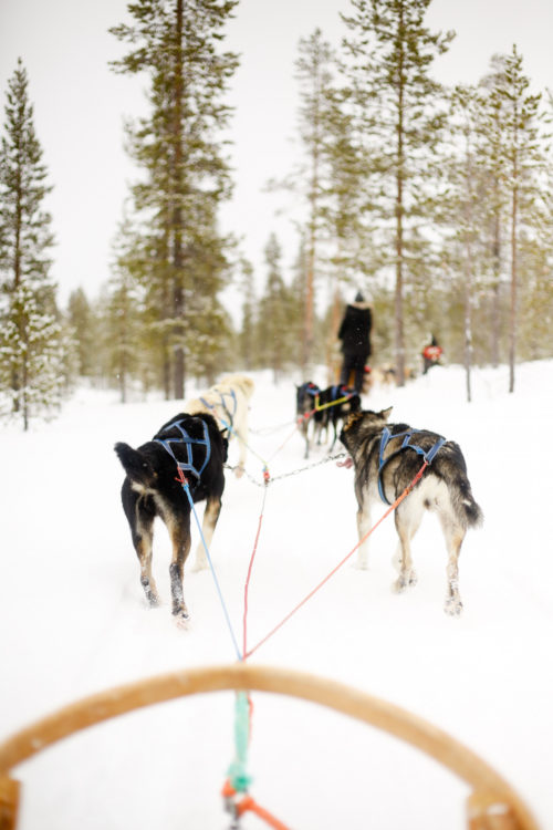 dog sledding in finland
