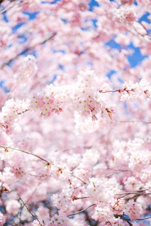 greenwich ct cherry blossoms