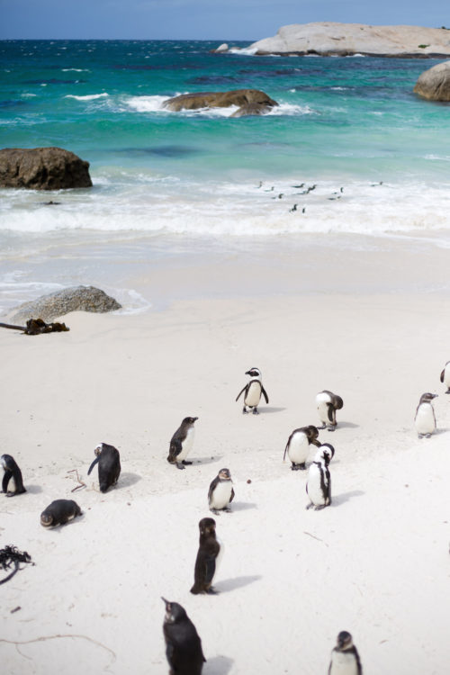 boulders beach penguins cape town
