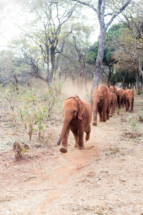 david sheldrick wildlife trust elephants