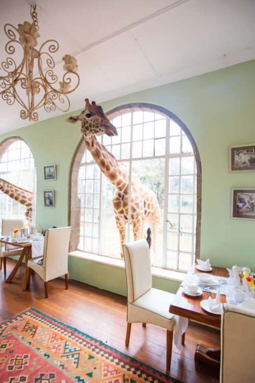 design darling giraffes on honeymoon