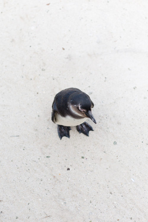 design darling penguins in cape town at boulders beach