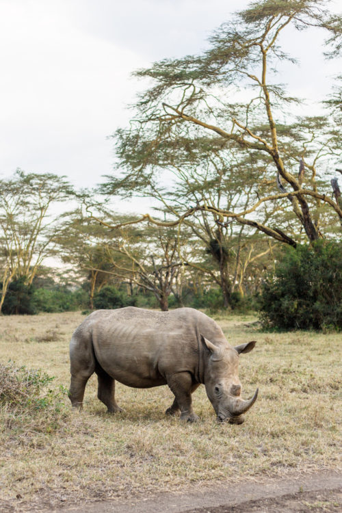 design darling rhinos in africa