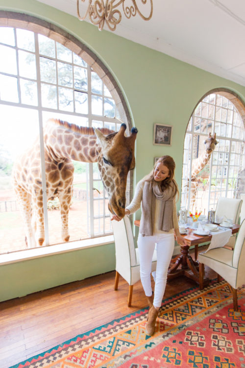 feeding giraffes at giraffe manor kenya