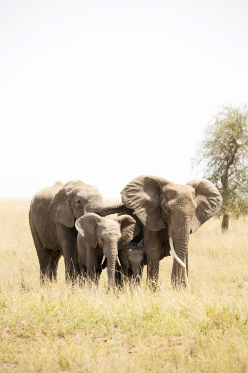 four seasons serengeti elephants
