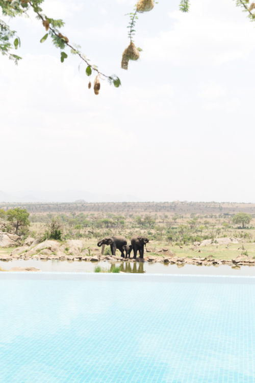 four seasons serengeti pool with elephants