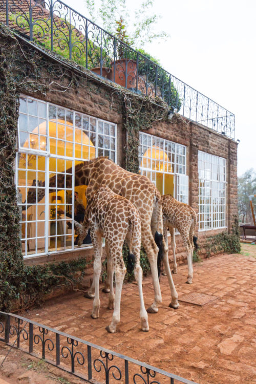 giraffe manor honeymoon