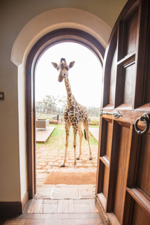 giraffe manor honeymoon review