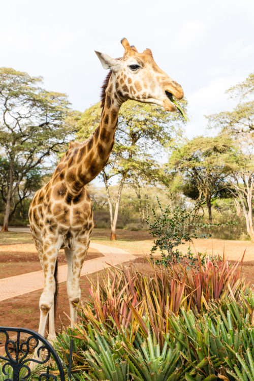 giraffe manor nairobi kenya