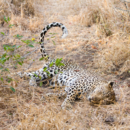 londolozi leopard