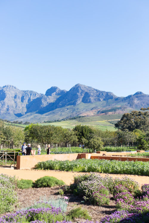 winelands south africa