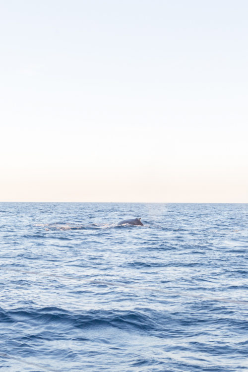 whale watching in cabo