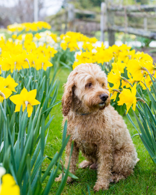 nantucket daffodil weekend on design darling