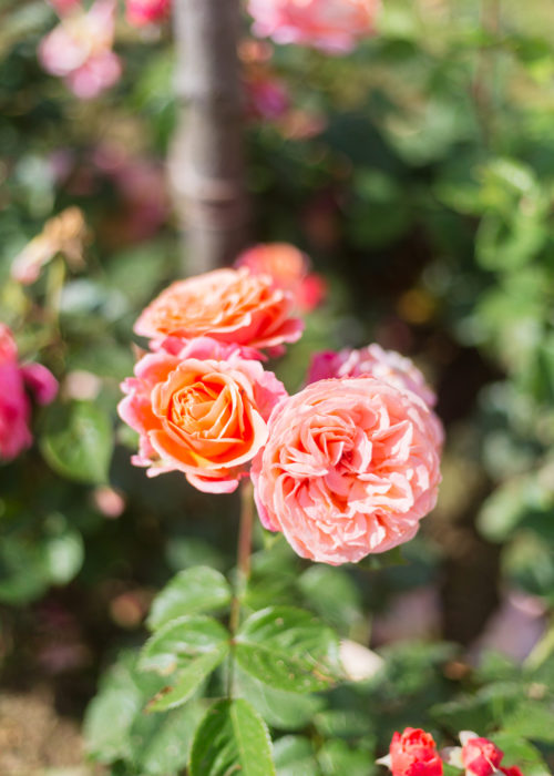 parc de bagatelle rose garden on design darling