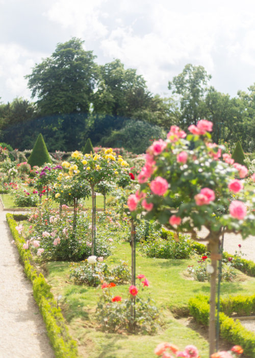 paris rose garden on design darling