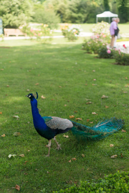 peacock at parc de bagatelle rose garden