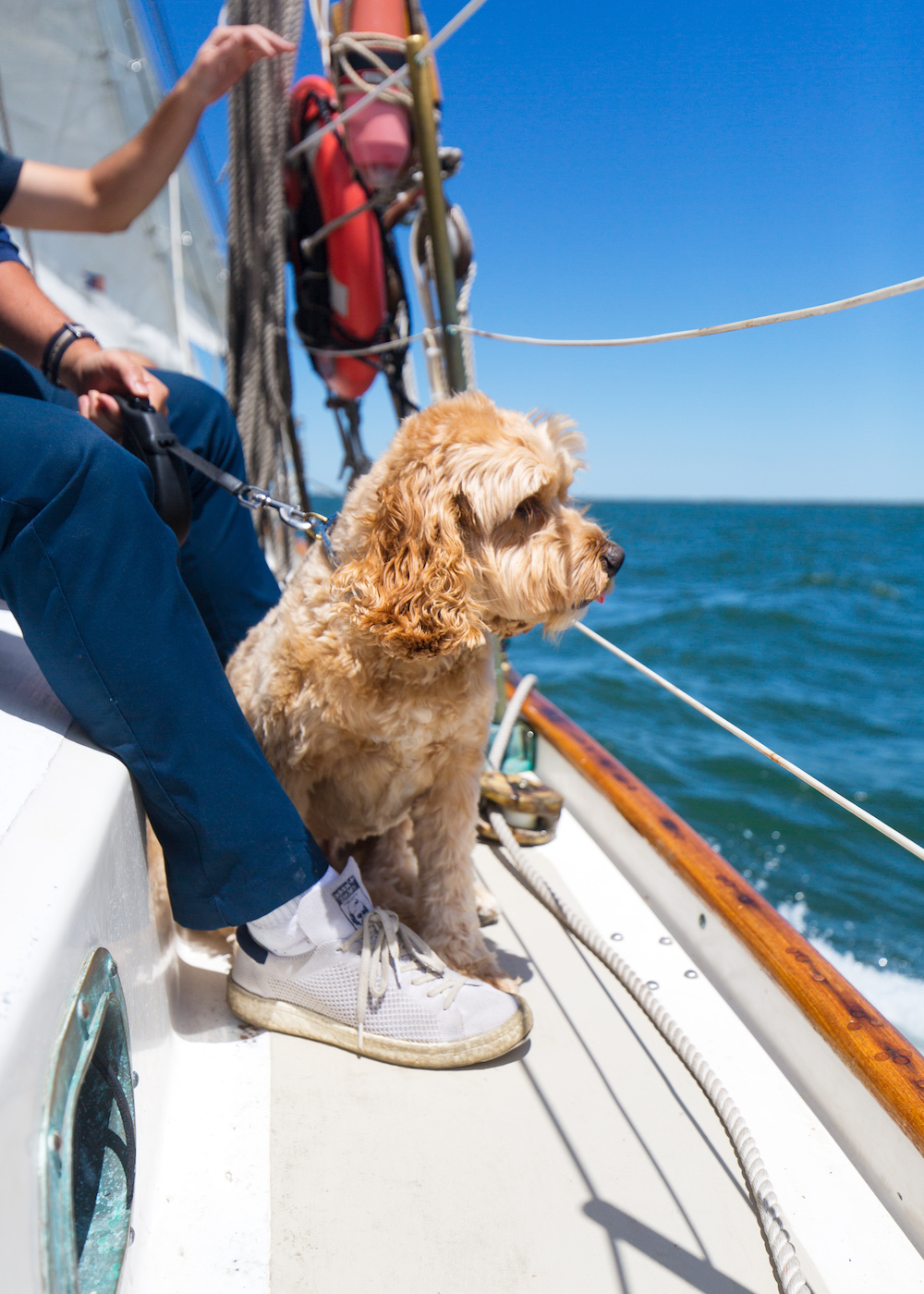 dog sailboat companionway