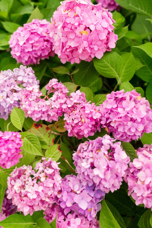 nantucket pink hydrangeas