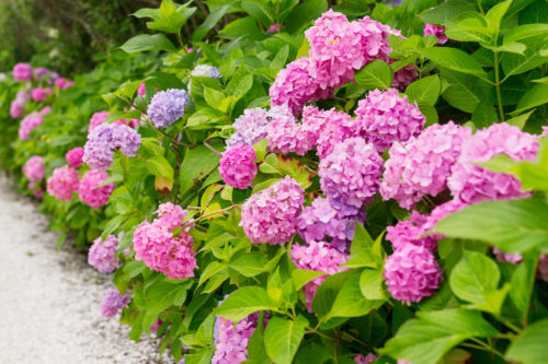 pink hydrangeas nantucket