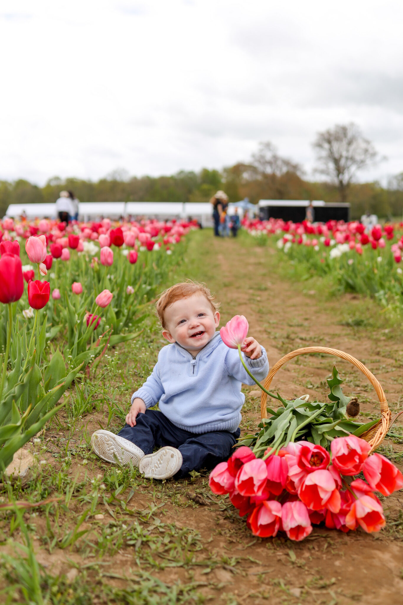 WICKED TULIPS IN PRESTON, CT Design Darling