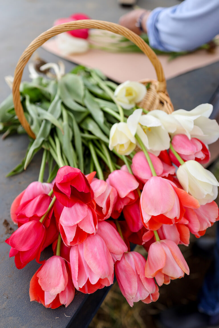 WICKED TULIPS IN PRESTON, CT Design Darling