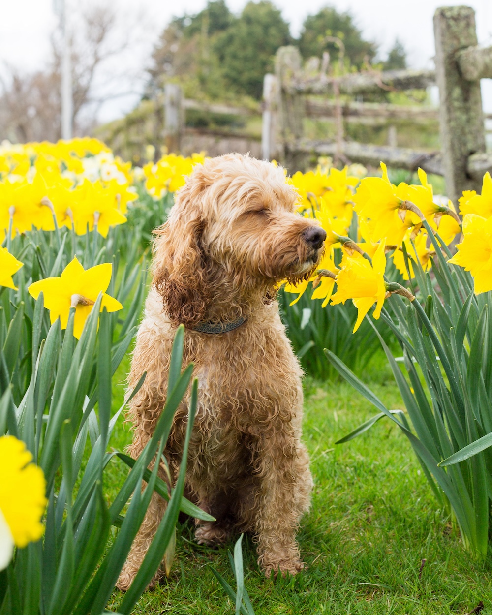 nantucket-daffodil-weekend-1